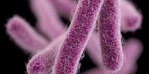 First “truly pan-drug resistant bacteria” emerges