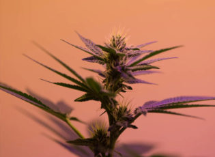 Marijuana Watch: Will Hemp Be the New Green in 2019?